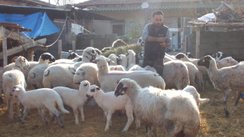 Balıkesir'de çiçek hastalığı çıktı, 160 koyun ve 80 kuzu telef oldu!