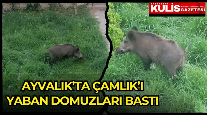 Ayvalık&rsquo;ta &Ccedil;amlık&rsquo;ı yaban domuzları bastı