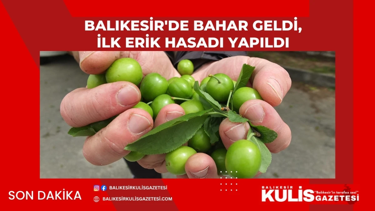 Balıkesir'de Bahar Geldi İlk Erik Hasadı Yapıldı