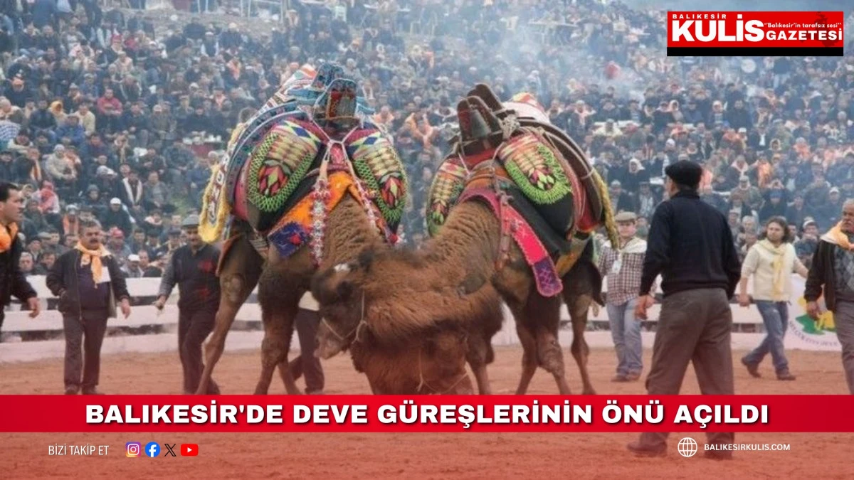  Balıkesir'de deve g&uuml;reşlerinin &ouml;n&uuml; a&ccedil;ıldı