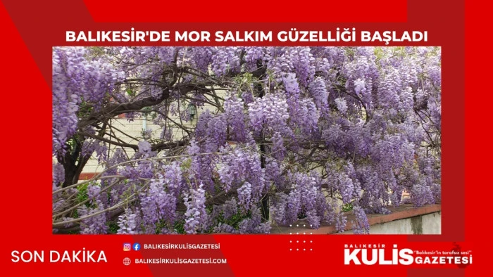 Balıkesir'de mor salkım g&uuml;zelliği başladı