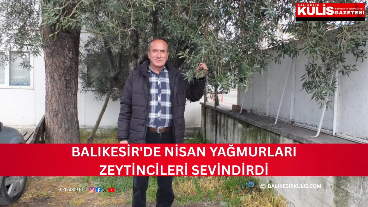 Balıkesir'de nisan yağmurları zeytincileri sevindirdi