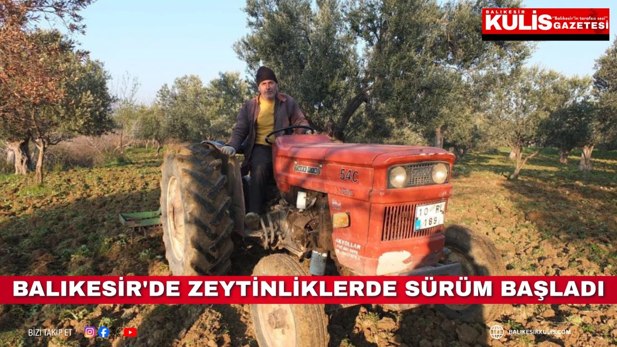 Balıkesir'de zeytinliklerde s&uuml;r&uuml;m başladı