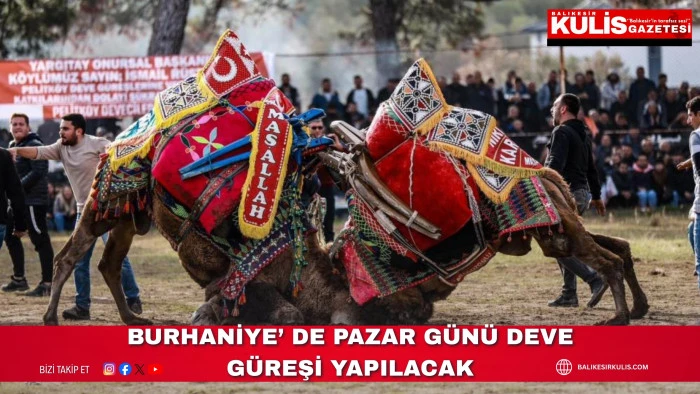 Burhaniye&rsquo; de Pazar g&uuml;n&uuml; deve g&uuml;reşi yapılacak