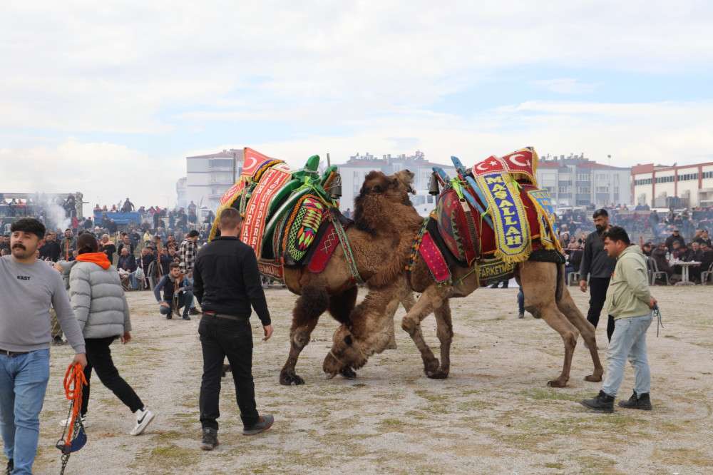 BURHANİYE DEVE G&Uuml;REŞLERİ NEFES KESTİ