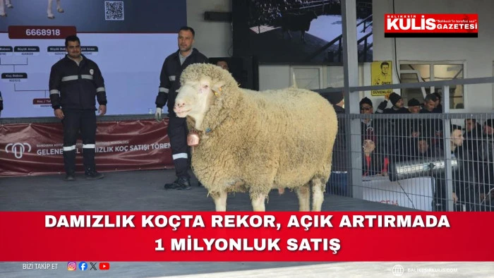 Damızlık ko&ccedil;ta rekor, a&ccedil;ık artırmada 1 milyonluk satış
