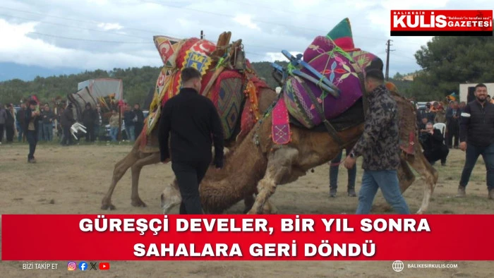 G&uuml;reş&ccedil;i develer, bir yıl sonra sahalara geri d&ouml;nd&uuml;