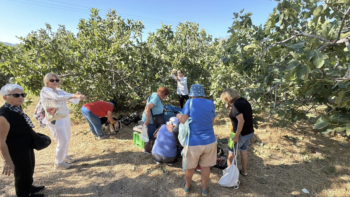 Havran'da siyah incir hasadı turizme a&ccedil;ıldı