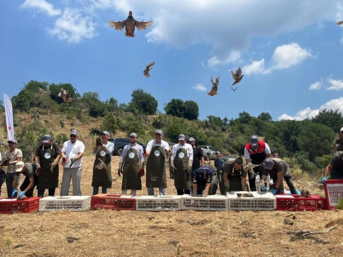 Havran&rsquo;ın yeni ev sahibi keklikleri doğasına salındı
