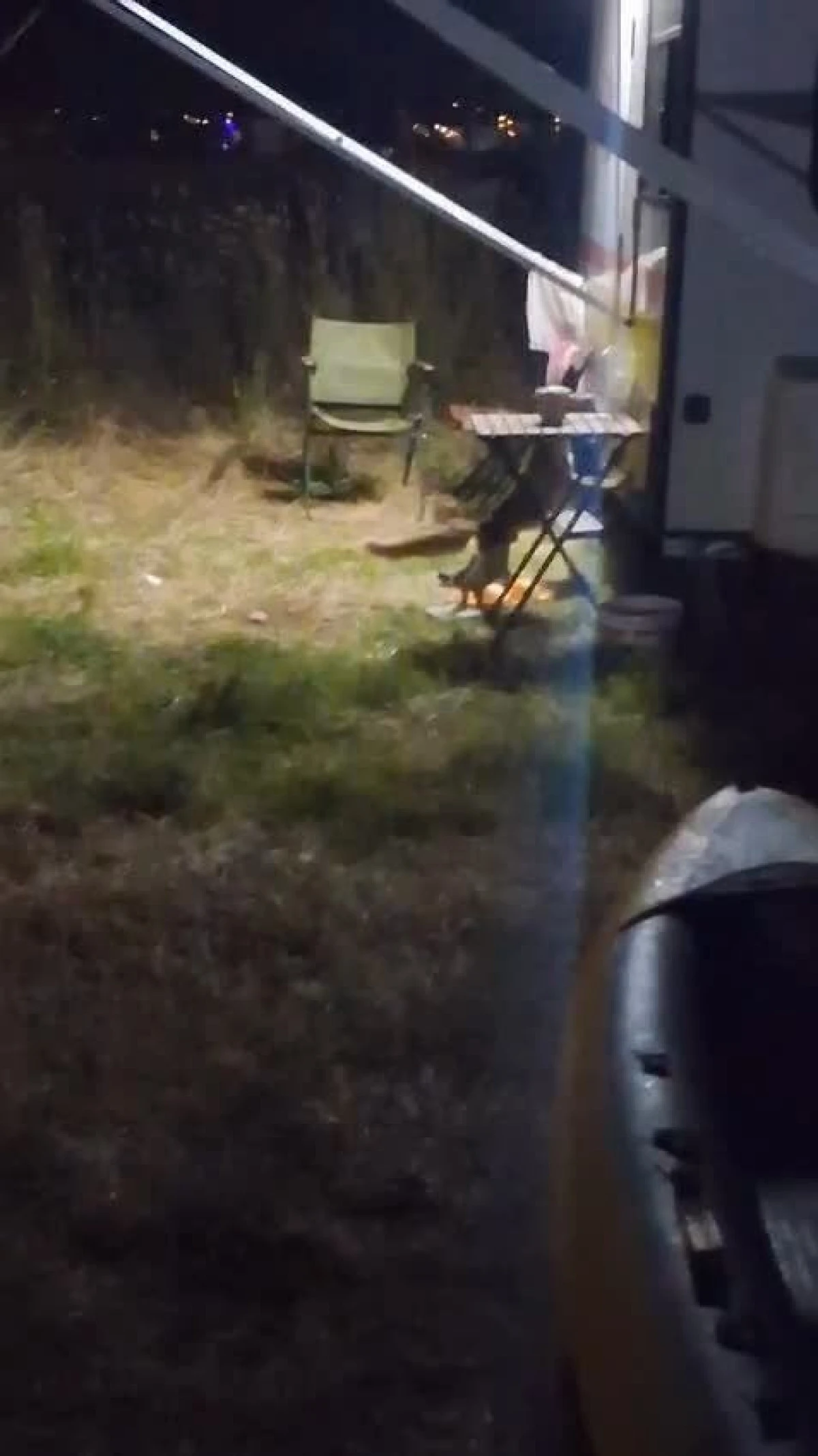 hırsız tilki kameraya yakalandı 