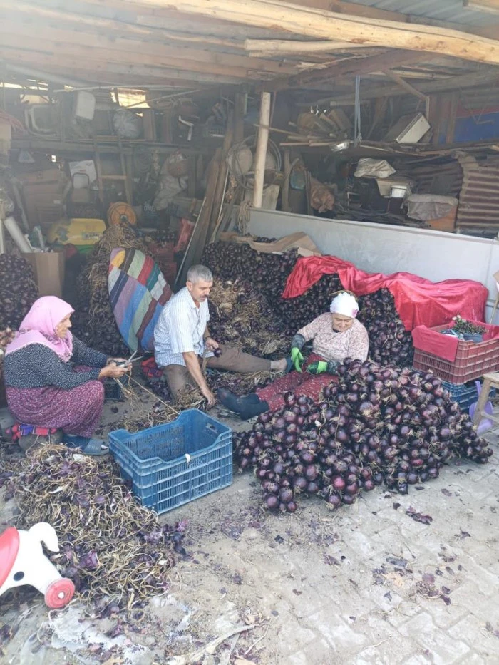 Kapıdağ'da Soğan Hasadı Bereketi