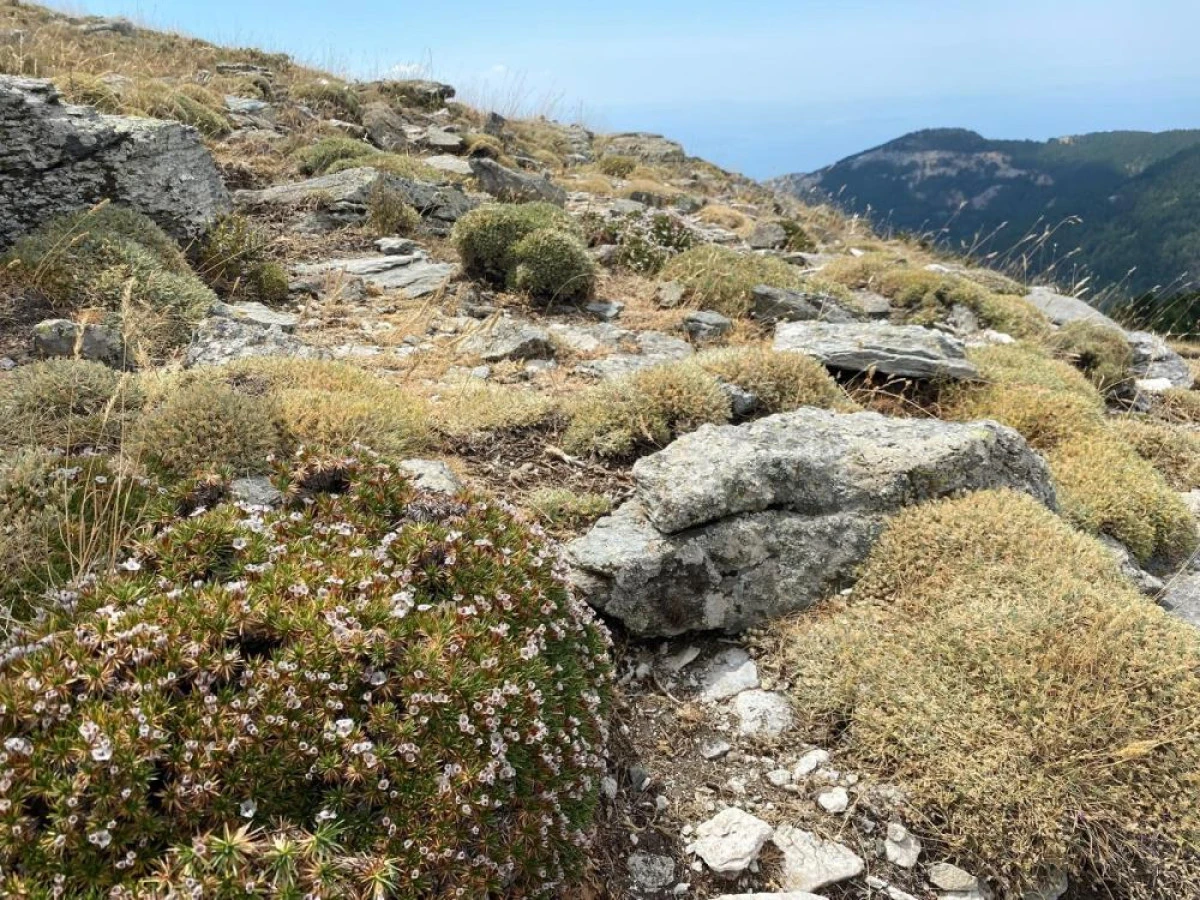 Kaz Dağları&rsquo;nda yeni bir b&ouml;cek t&uuml;r&uuml; daha keşfedildi   