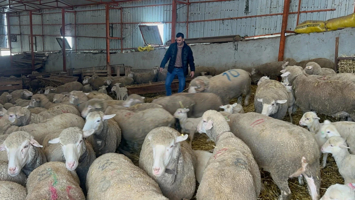 Koyunculuğa başlayacaklara &ouml;nemli &ouml;neriler 