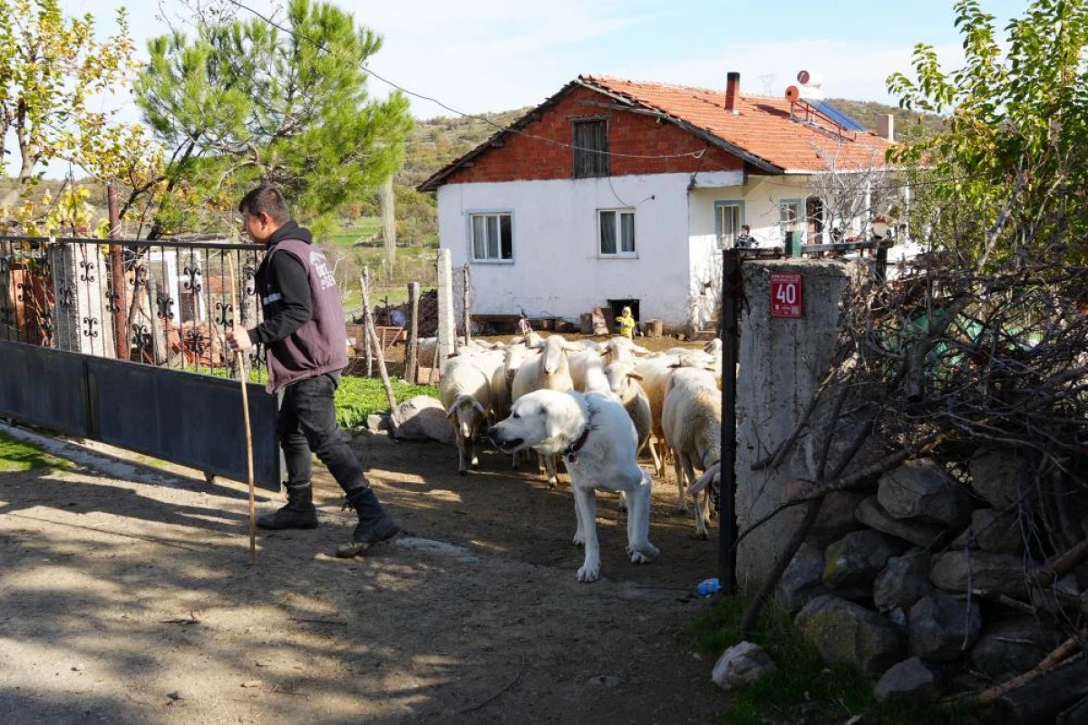 Lakabım 'K&uuml;peli &Ccedil;oban' oldu