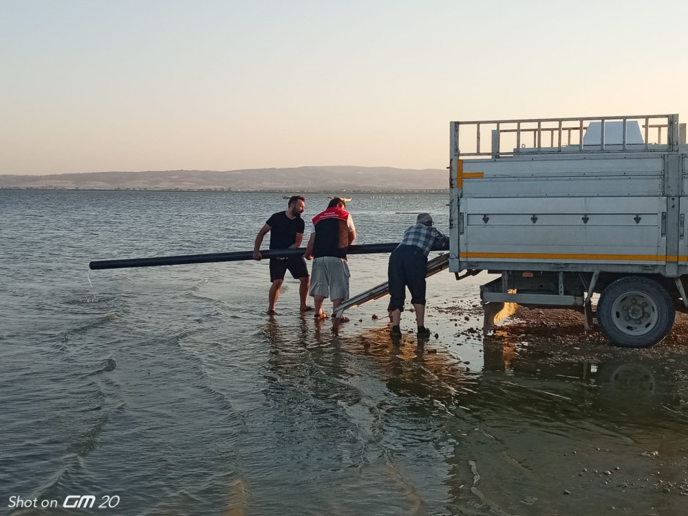 Manyas gölüne sazan balığı yavruları salındı
