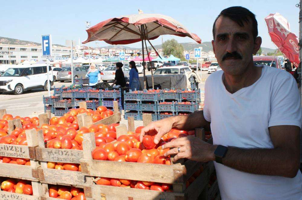Sal&ccedil;alık domatesler g&ouml;r&uuml;c&uuml;ye &ccedil;ıktı