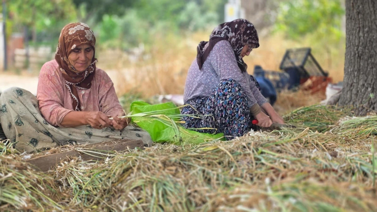 T&uuml;rkiye&rsquo;nin pırasa ambarında &uuml;retim mesaisi s&uuml;r&uuml;yor