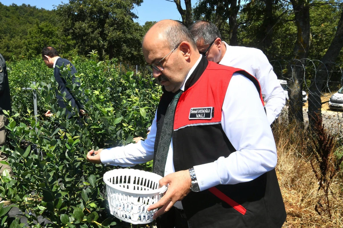 Vali Ustaoğlu, G&ouml;nen'de yaban mersini hasadına katıldı
