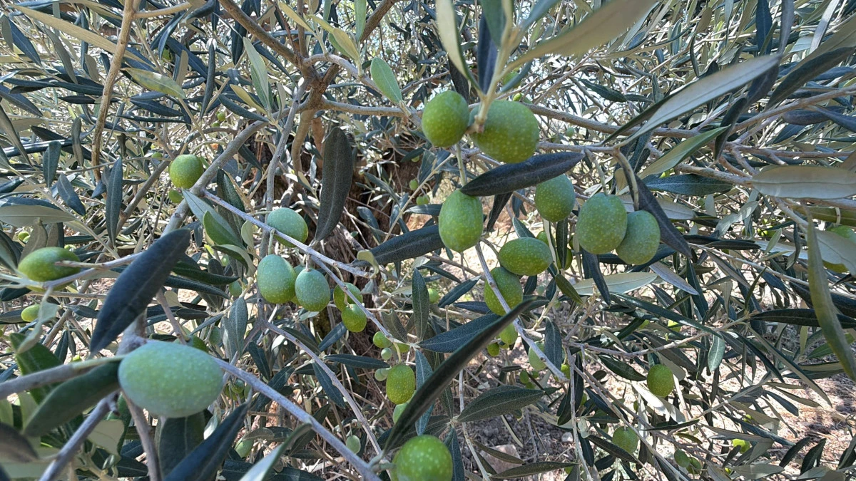 Zeytin hasadı bu yıl 20 g&uuml;n erken başlayabilir
